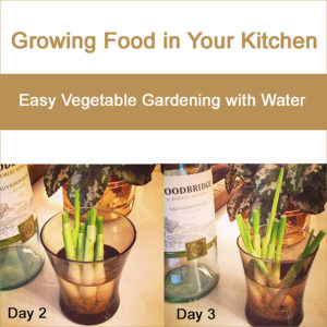 Kitchen Garden in Water - Hydroponics