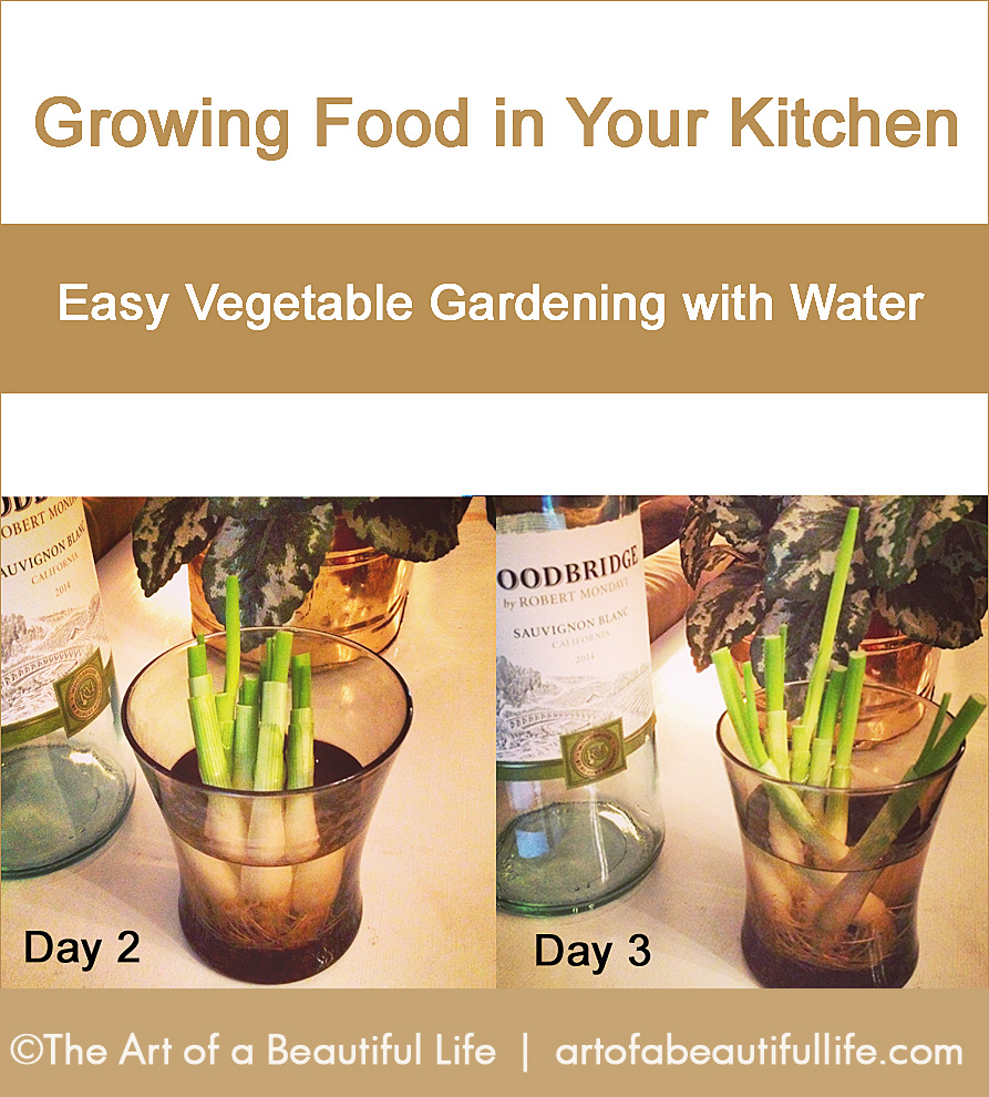 Kitchen Garden in Water - Hydroponics